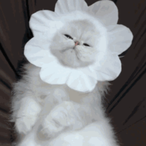 黑人两男一女做爱高潮视频
